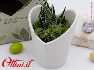 26011 Claraluna - Vasetto portapiante in porcellana a forma di Cuore con Piantina grassa Haworthia, una bomboniera green e naturale per tutte le occasioni