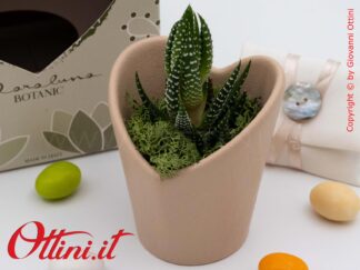 26012 Claraluna - Vasetto portapiante in porcellana marrone a forma di Cuore con Piantina grassa Haworthia, una bomboniera green per tutte le occasioni