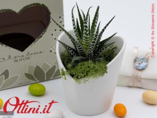 26013 Claraluna - Vasetto portapiante bianco in porcellana a forma di Cuore con Piantina grassa Haworthia, una bomboniera green per tutte le occasioni