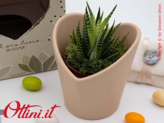 26014 Claraluna - Vasetto portapiante in porcellana marrone a forma di Cuore con Piantina grassa Haworthia, una bomboniera green per tutte le occasioni