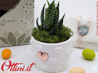 26281 Claraluna - Vasetto cuoricini bianco con Cuore Oro Rosa e Piantina grassa Haworthia, una bomboniera green di natura e vita per tutte le occasioni