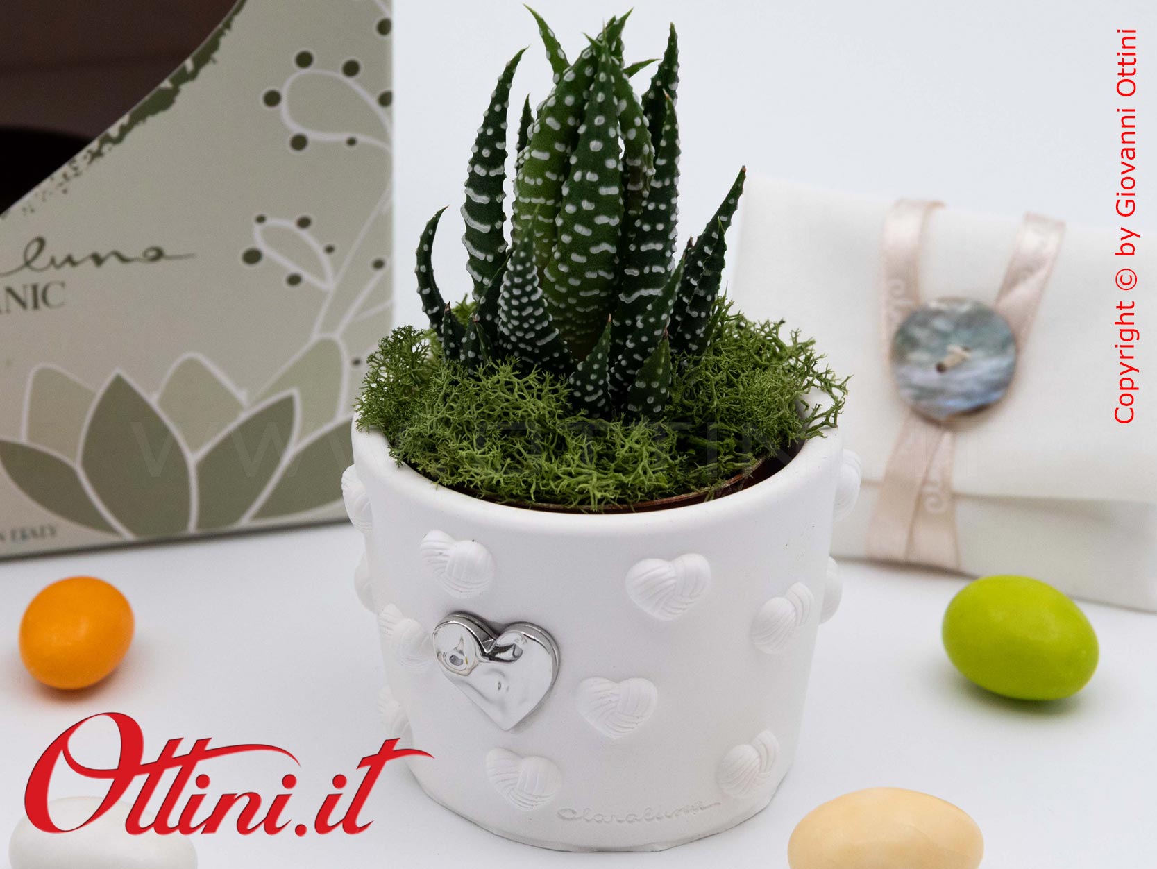 26282 Claraluna - Vasetto Cuoricini con Cuore Silver e Piantina grassa Haworthia, una bomboniera green di natura e vita per tutte le occasioni
