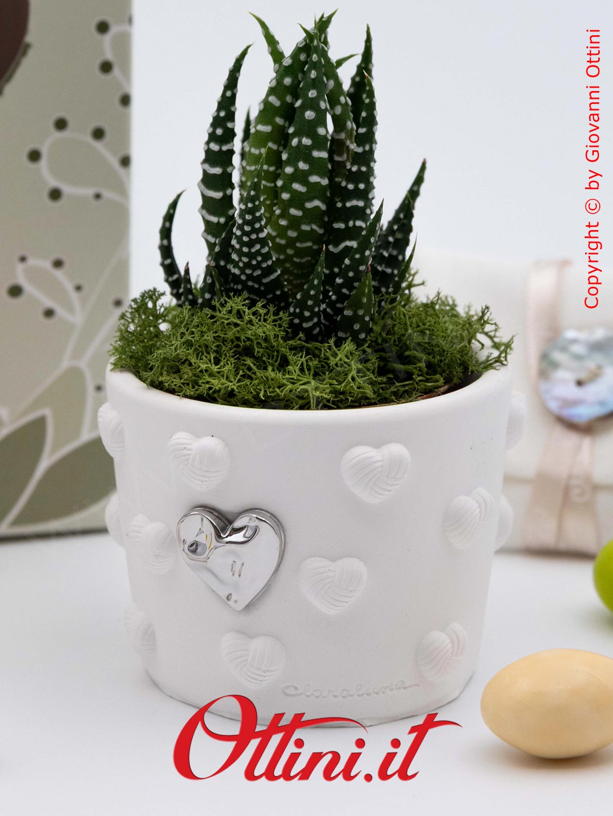 26282 Claraluna - Vasetto bianco in gesso con Cuore Silver e Piantina grassa Haworthia, una bomboniera green di natura e vita per tutte le occasioni