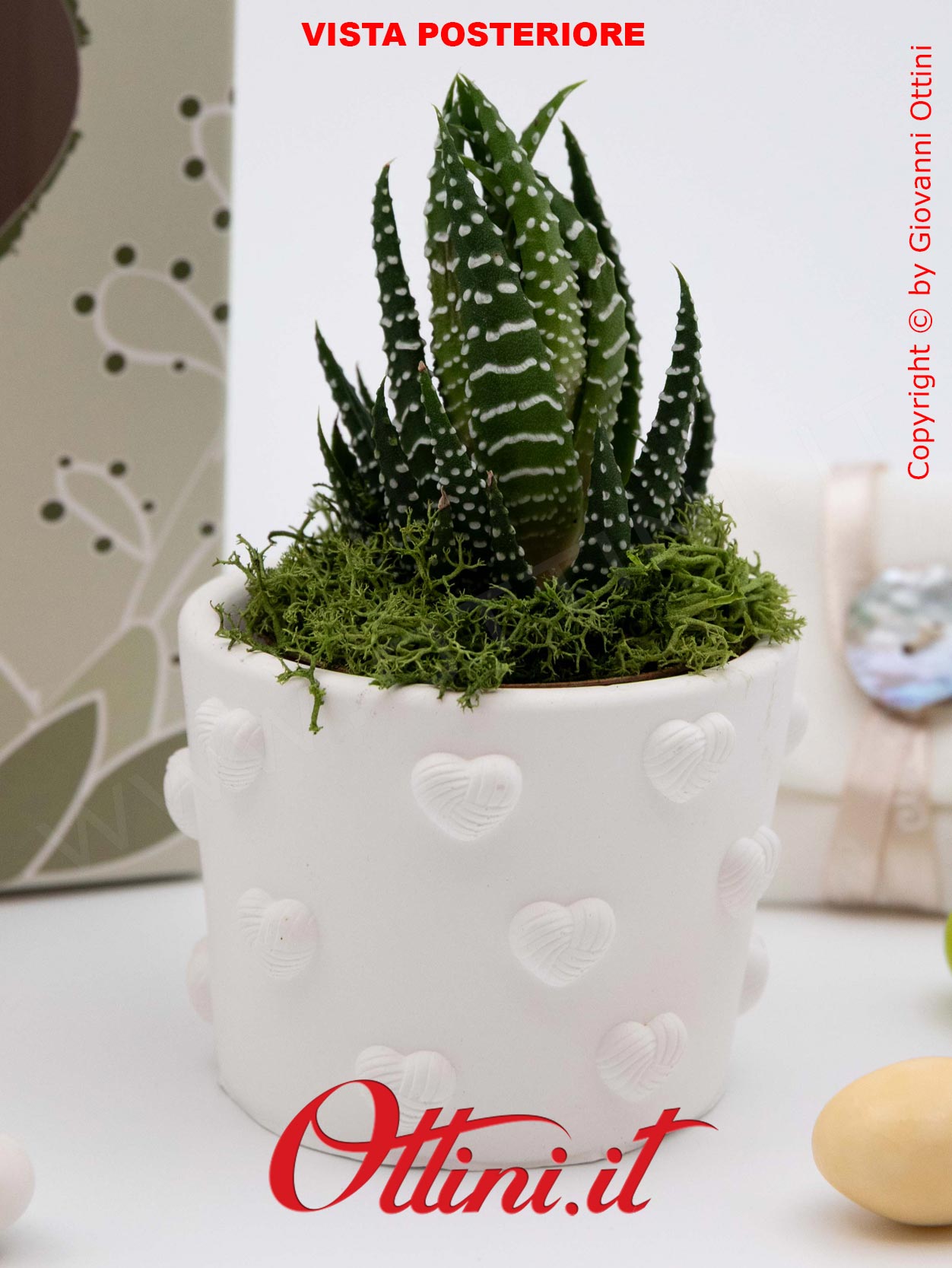 26282 Claraluna - Vasetto bianco in gesso con Cuore Silver e Piantina grassa Haworthia, una bomboniera green di natura e vita per tutte le occasioni