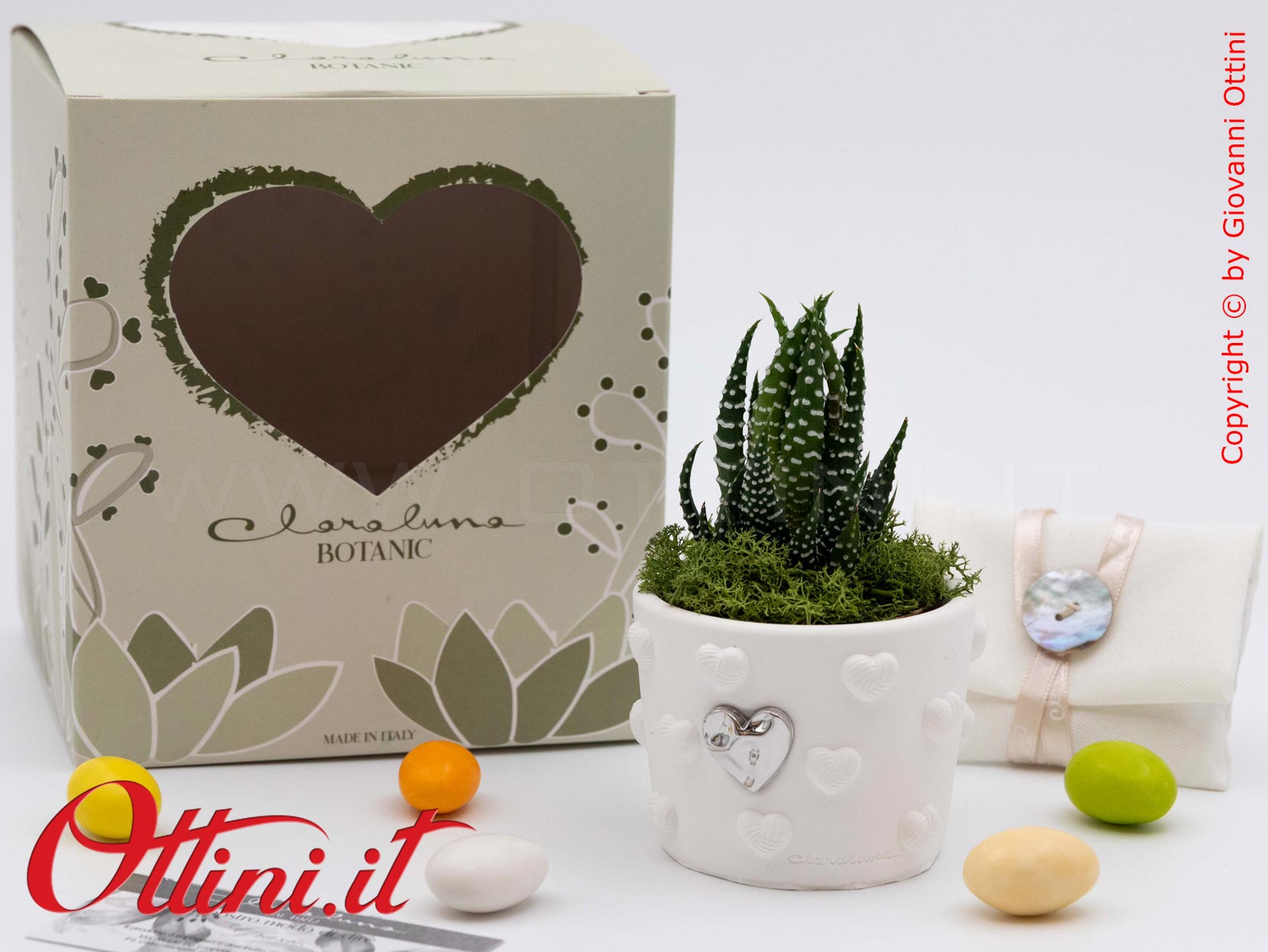 26282 Claraluna - Vasetto bianco in gesso con Cuore Silver e Piantina grassa Haworthia, una bomboniera green di natura e vita per tutte le occasioni