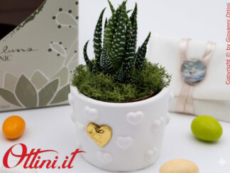 26283 Claraluna - Vasetto Cuoricini con Cuore Oro e Piantina grassa Haworthia, una bomboniera green di natura e vita per tutte le occasioni
