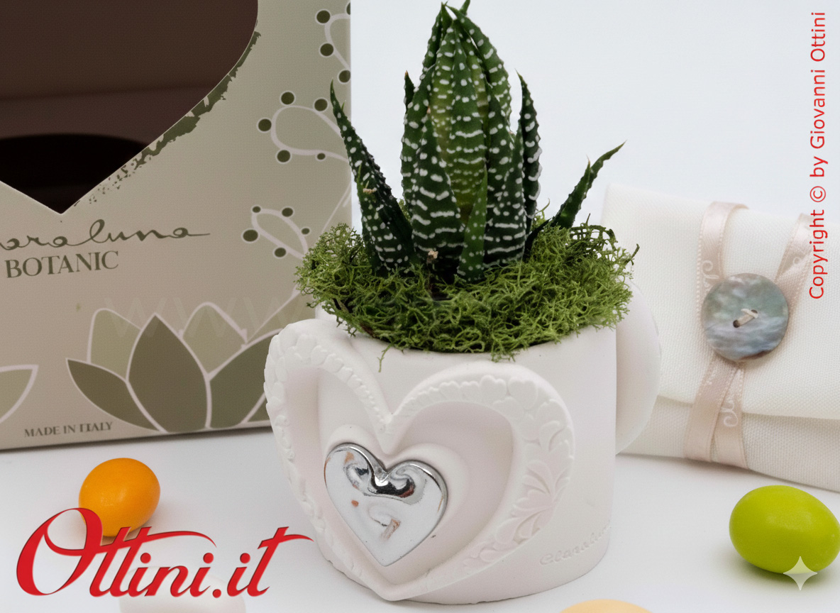 26285 Claraluna - Vasetto in gesso con Cuore Silver e Piantina grassa Haworthia, una bomboniera green di natura e vita per tutte le occasioni