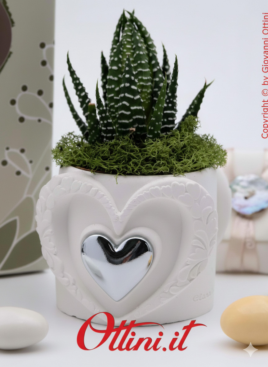 26285 Claraluna - Vasetto in gesso con Cuore Silver e Piantina grassa Haworthia, una bomboniera green di natura e vita per tutte le occasioni