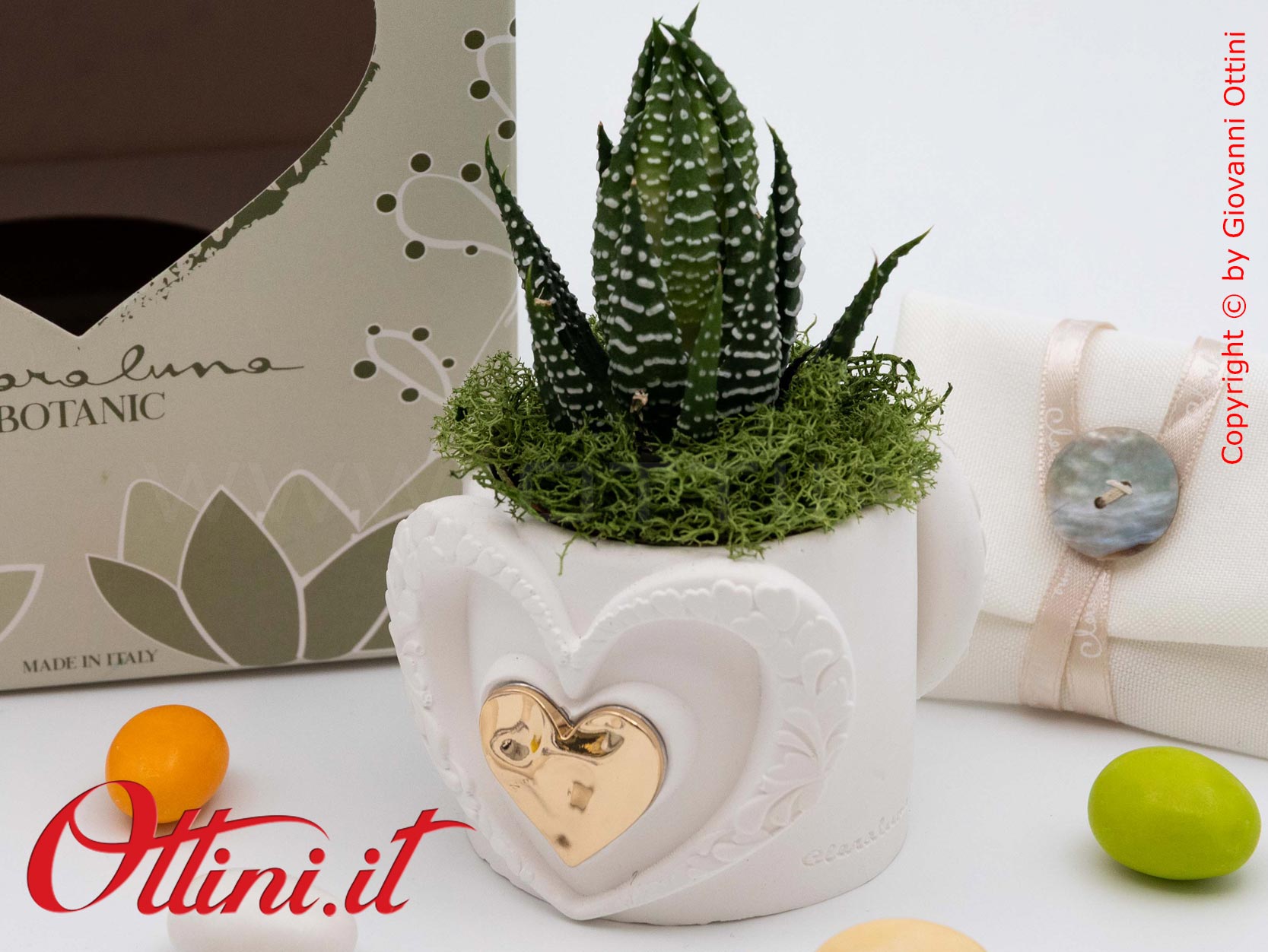 26286 Claraluna - Vasetto in gesso con Cuore Oro e Piantina grassa Haworthia, una bomboniera green di natura e vita per tutte le occasioni