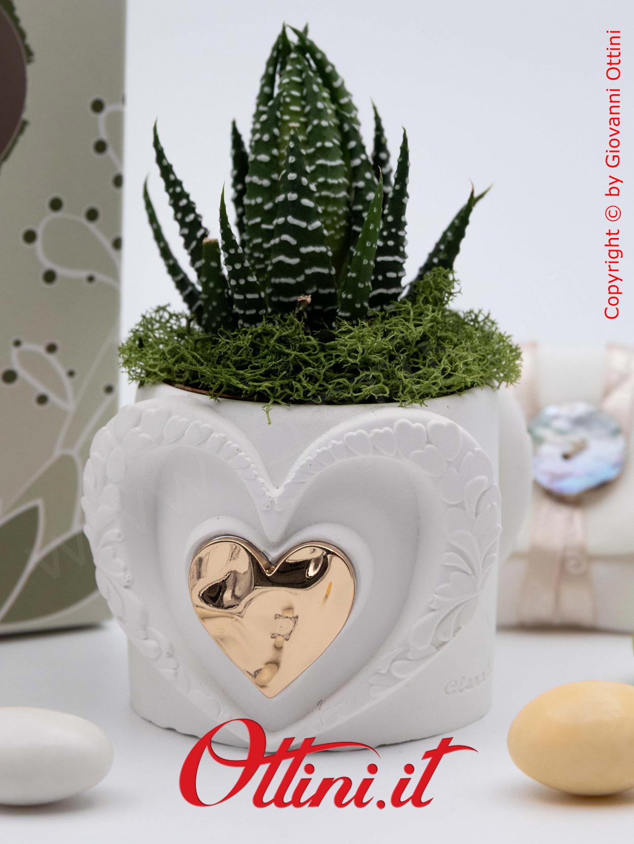 26286 Claraluna - Vasetto in gesso con Cuore Oro e Piantina grassa Haworthia, una bomboniera green di natura e vita per tutte le occasioni