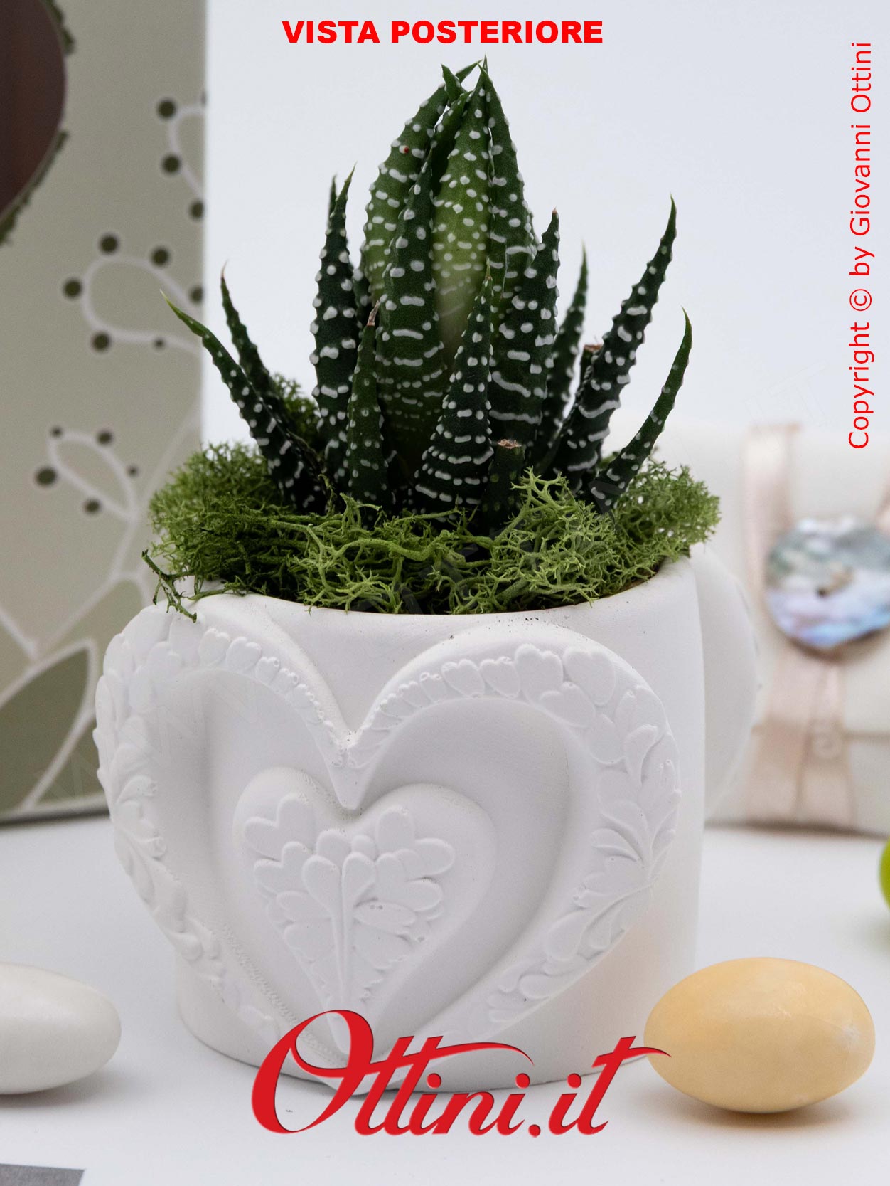 26286 Claraluna - Vasetto in gesso con Cuore Oro e Piantina grassa Haworthia, una bomboniera green di natura e vita per tutte le occasioni