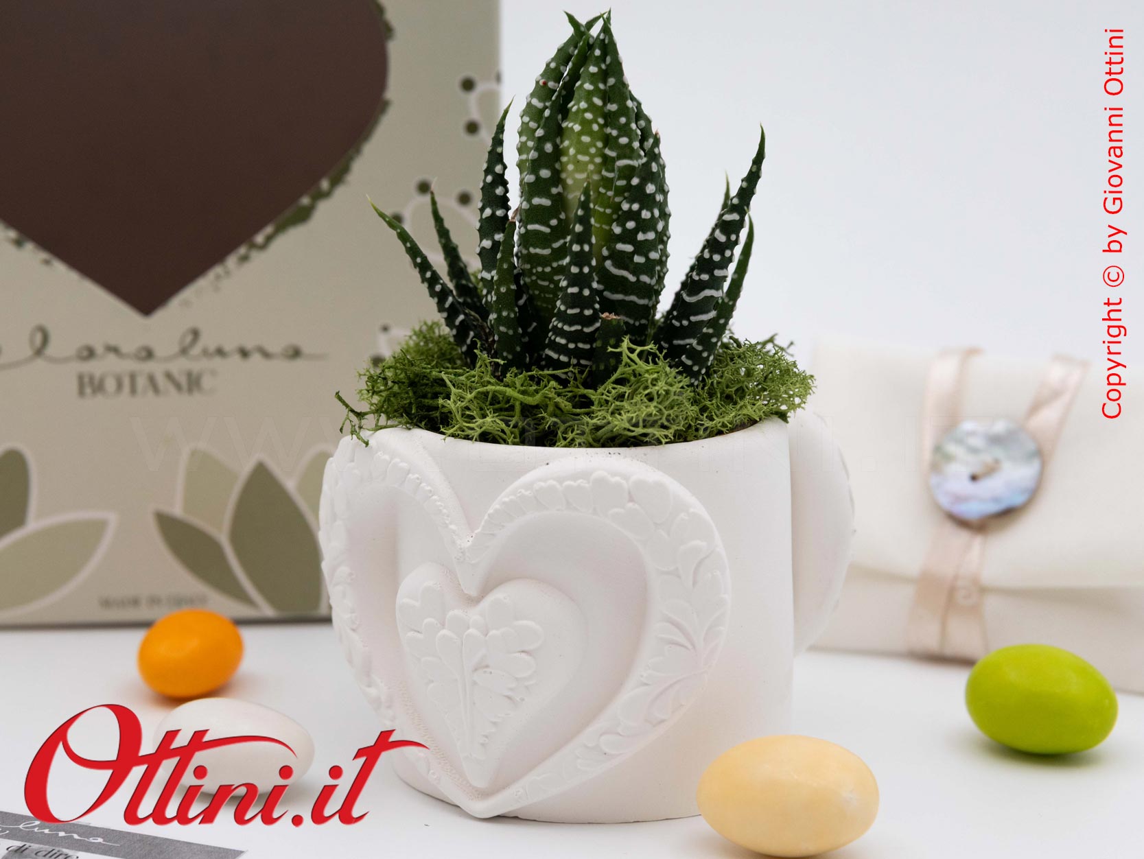 26286 Claraluna - Vasetto in gesso con Cuore Oro e Piantina grassa Haworthia, una bomboniera green di natura e vita per tutte le occasioni
