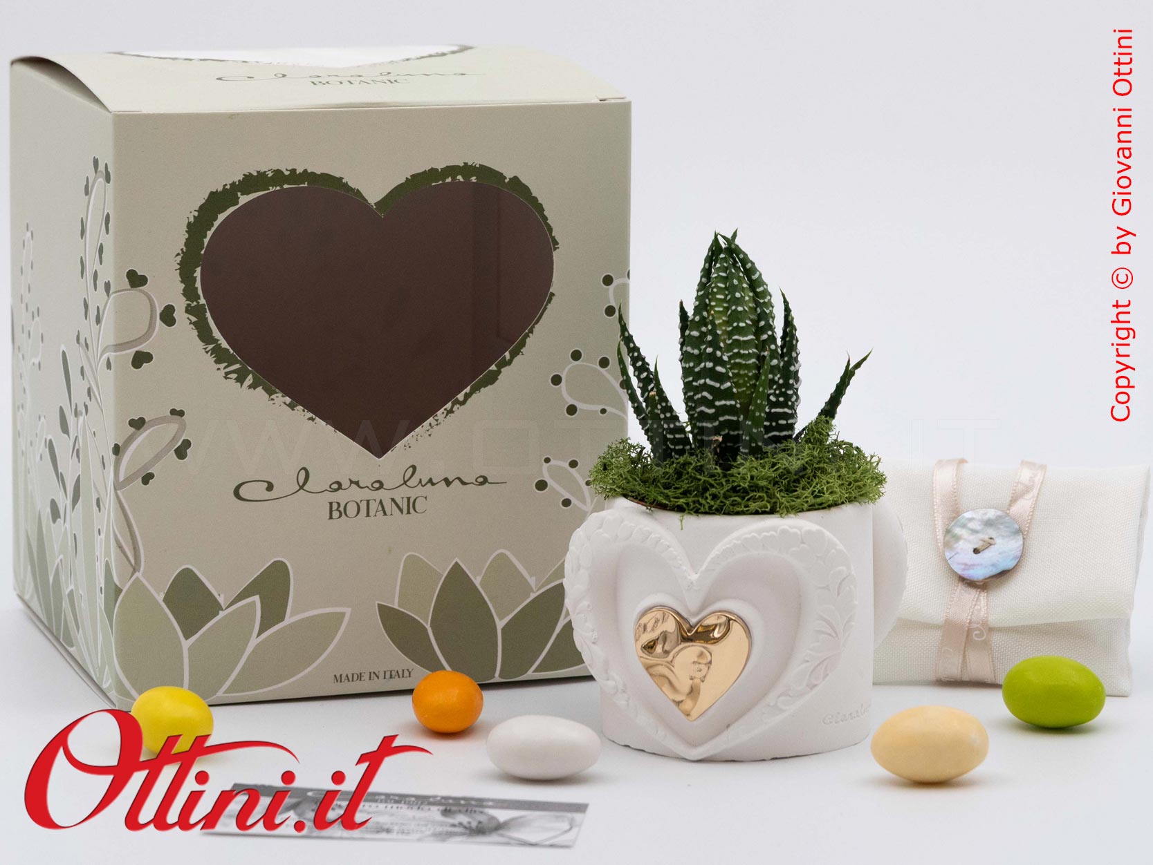 26286 Claraluna - Vasetto in gesso con Cuore Oro e Piantina grassa Haworthia, una bomboniera green di natura e vita per tutte le occasioni